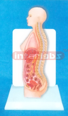 DESK TYPE 35CM TALL HUMAN FEMALE INNER ORGANS MODEL IN ABDOMINAL CAVITY WITH DESCRIPTION PLATE